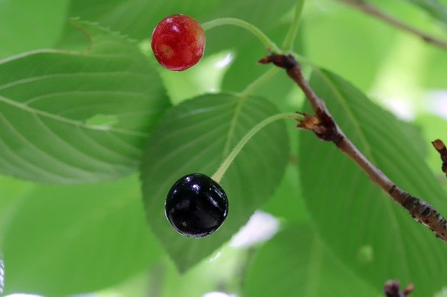 Free download Cherry Tree Fruit -  free photo or picture to be edited with GIMP online image editor