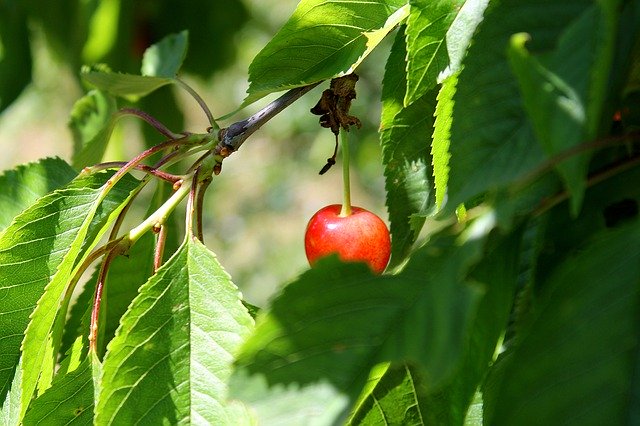 دانلود رایگان Cherry Tree Nature - عکس یا تصویر رایگان برای ویرایش با ویرایشگر تصویر آنلاین GIMP