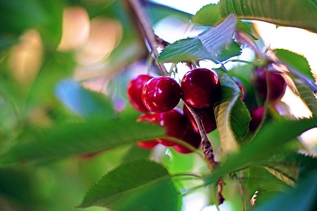 Free download Cherry Tree Red -  free photo or picture to be edited with GIMP online image editor