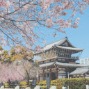 Cherry Trees and Temple in Nagoya  screen for extension Chrome web store in OffiDocs Chromium
