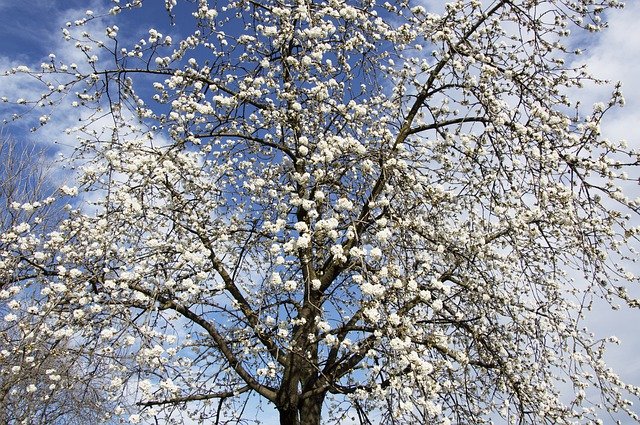 Unduh gratis Cherry Tree Spring Flower - foto atau gambar gratis untuk diedit dengan editor gambar online GIMP