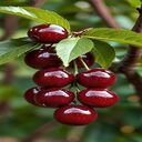 cherry wallpaper  screen for extension Chrome web store in OffiDocs Chromium