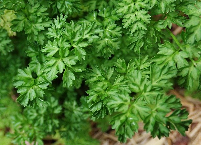 Free download Chervil Herb Plant -  free photo or picture to be edited with GIMP online image editor