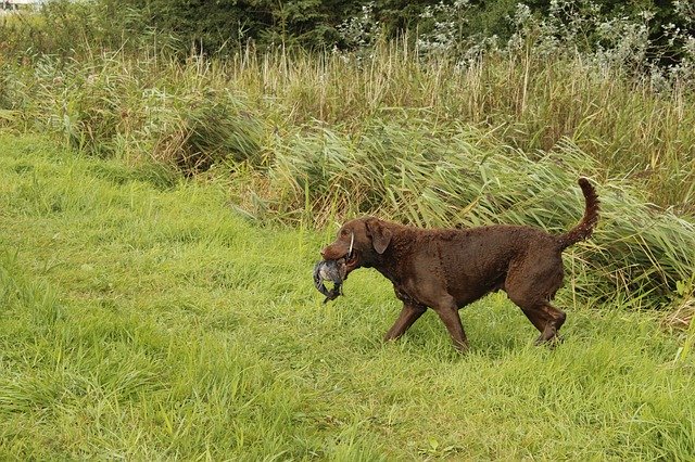 دانلود رایگان Chesapeake Bay Retriever - عکس یا تصویر رایگان قابل ویرایش با ویرایشگر تصویر آنلاین GIMP