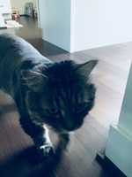 Free download chester_photos free photo or picture to be edited with GIMP online image editor