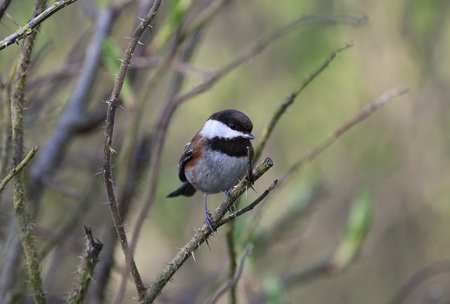 Free download chestnut backed chickadee nature free picture to be edited with GIMP free online image editor