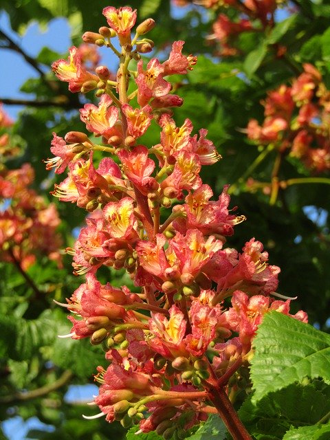 Download grátis Chestnut Blossom Flowers - foto grátis ou imagem para ser editada com o editor de imagens online GIMP