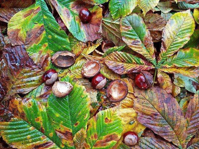 Free download Chestnut Conker Autumn -  free free photo or picture to be edited with GIMP online image editor