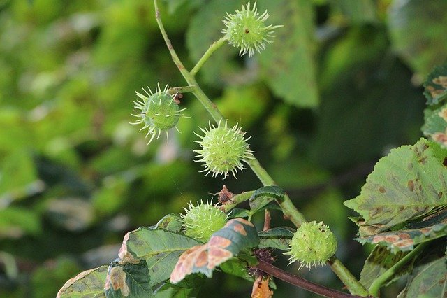 Free download Chestnut Deciduous Tree Fruit -  free photo or picture to be edited with GIMP online image editor