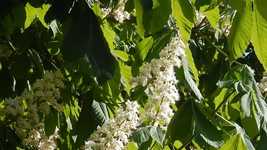 Free download Chestnut Flowers Tree -  free video to be edited with OpenShot online video editor