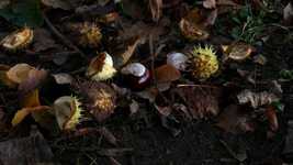 Free download Chestnut Ground Brown -  free video to be edited with OpenShot online video editor