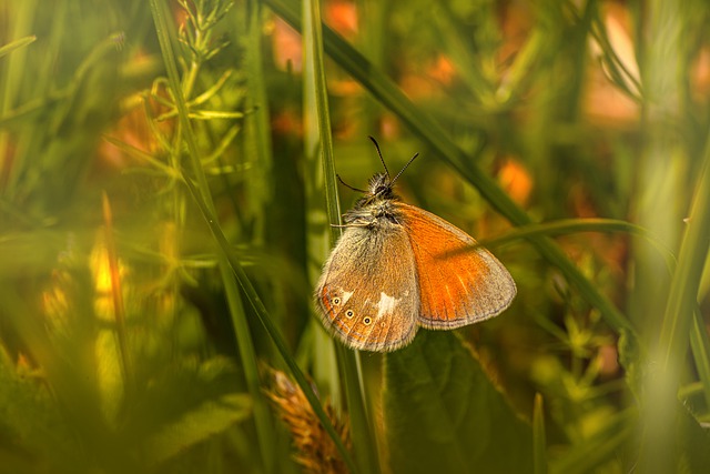 Free download chestnut heath butterfly flower free picture to be edited with GIMP free online image editor