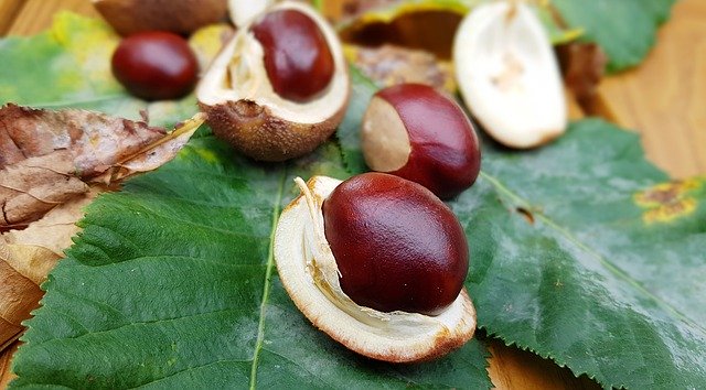 Muat turun percuma Chestnut Horse Fruiting - foto atau gambar percuma untuk diedit dengan editor imej dalam talian GIMP