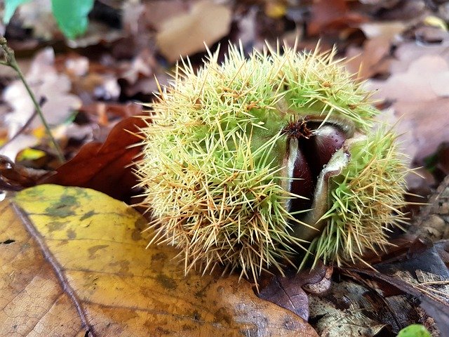 Free download Chestnut Nature Autumn -  free photo or picture to be edited with GIMP online image editor