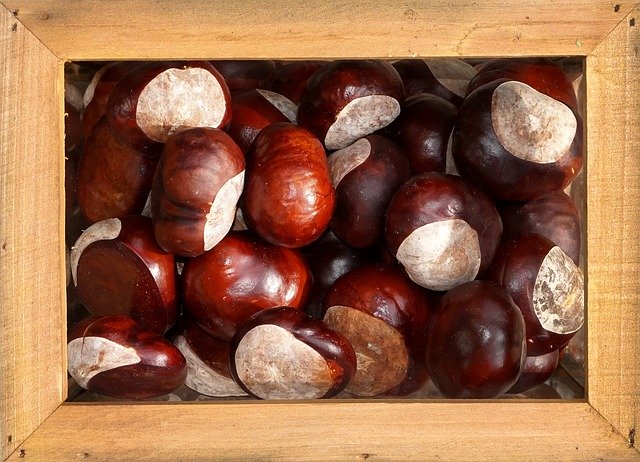 Free download Chestnut Ripe Autumn -  free photo or picture to be edited with GIMP online image editor