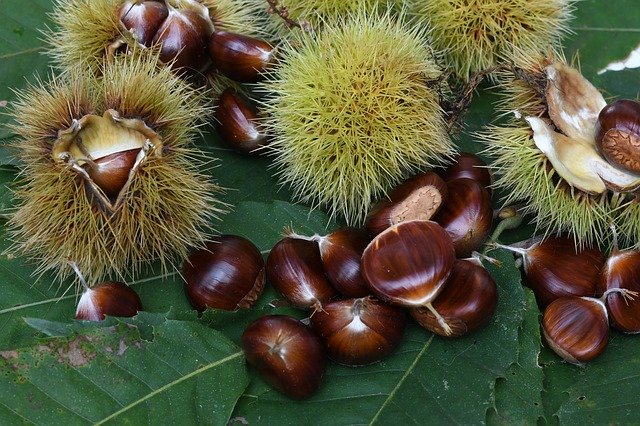 Free picture Chestnuts Autumn Fruits -  to be edited by GIMP free image editor by OffiDocs