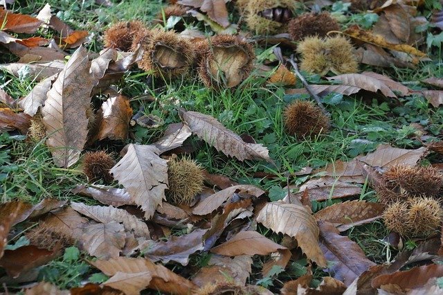 Download grátis Chestnuts Fall Dry Fruit - foto grátis ou imagem para ser editada com o editor de imagens online GIMP