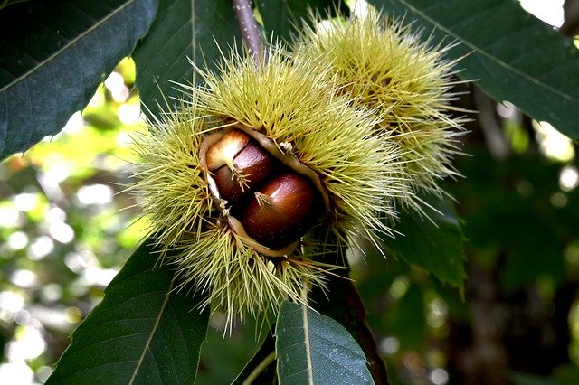 Download gratuito di Chestnuts Forest Autumn: foto o immagini gratuite da modificare con l'editor di immagini online GIMP