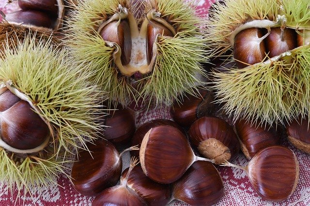 Free picture Chestnuts Fruit Autumn -  to be edited by GIMP free image editor by OffiDocs