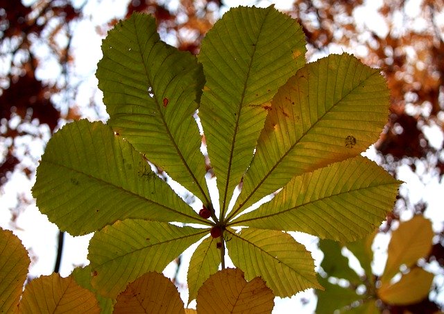 Free download Chestnut Sheet Autumn -  free photo or picture to be edited with GIMP online image editor