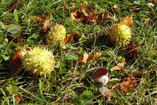 Free download Chestnuts In The Fall Opadnięte -  free photo or picture to be edited with GIMP online image editor