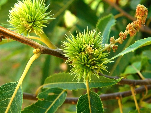 Téléchargement gratuit de Chestnut Summer Nature - photo ou image gratuite à modifier avec l'éditeur d'images en ligne GIMP