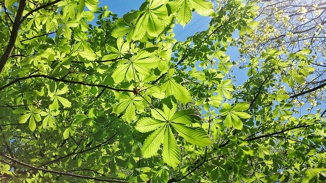 Gratis download Chestnut Summer Tree - gratis foto of afbeelding om te bewerken met GIMP online afbeeldingseditor