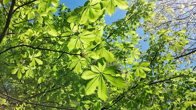 Descarga gratuita Chestnut Summer Tree: foto o imagen gratuita para editar con el editor de imágenes en línea GIMP