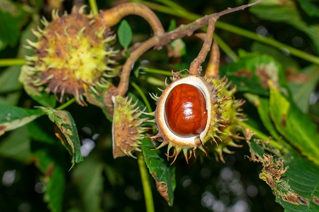 Free download Chestnut Tree Autumn -  free photo or picture to be edited with GIMP online image editor