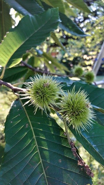 הורדה חינם של Chestnut Tree Barbed - תמונה או תמונה בחינם לעריכה עם עורך התמונות המקוון GIMP