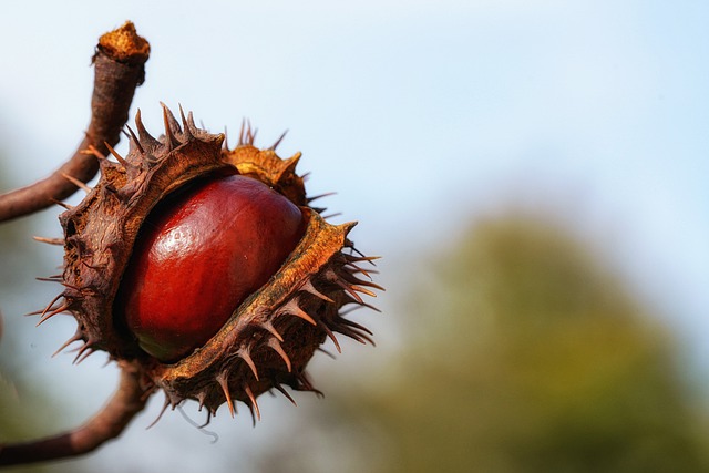 Free download chestnut tree branch fall open free picture to be edited with GIMP free online image editor