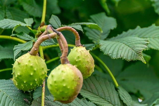 Безкоштовно завантажте Chestnut Tree Nature - безкоштовну фотографію чи зображення для редагування за допомогою онлайн-редактора зображень GIMP