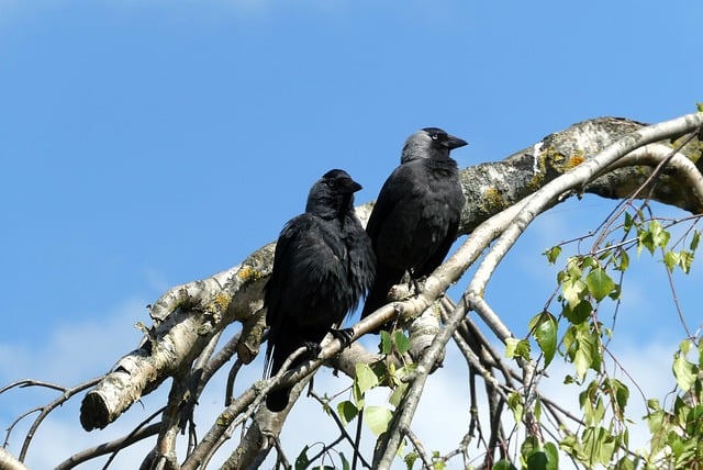 Free download chew crow family black bird nature free picture to be edited with GIMP free online image editor