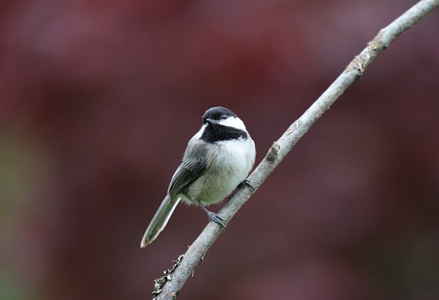 Free download chicadee male bird nature wildlife free picture to be edited with GIMP free online image editor