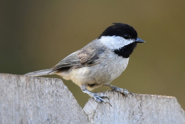 Free download chickadee animal nature bird free picture to be edited with GIMP free online image editor