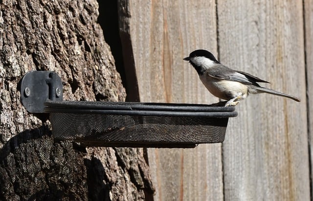 Free download chickadee bird feeder animal nature free picture to be edited with GIMP free online image editor