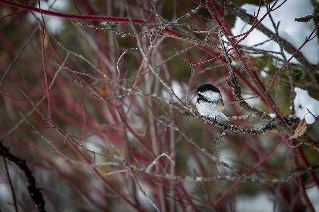 Free download Chickadee Bird Wildlife -  free photo or picture to be edited with GIMP online image editor