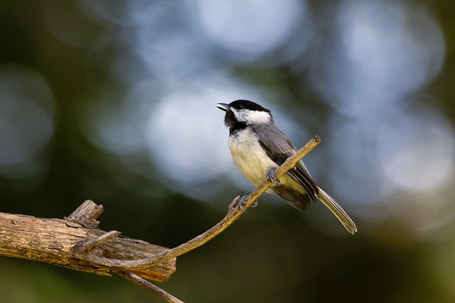 Free download chickadee forest branch bird small free picture to be edited with GIMP free online image editor