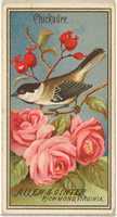 Free download Chickadee, from the Birds of America series (N4) for Allen & Ginter Cigarettes Brands free photo or picture to be edited with GIMP online image editor
