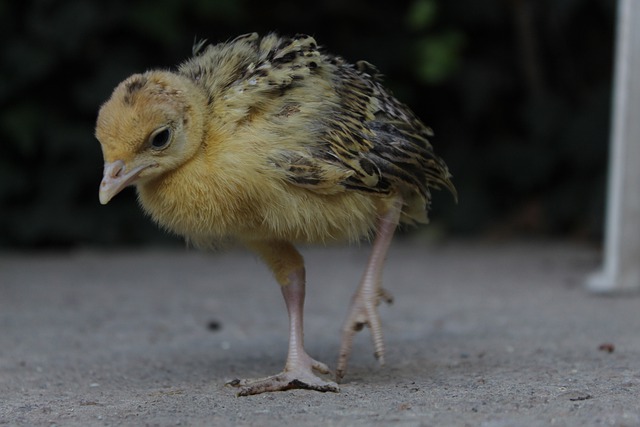Free download chick bird animal beak bill free picture to be edited with GIMP free online image editor