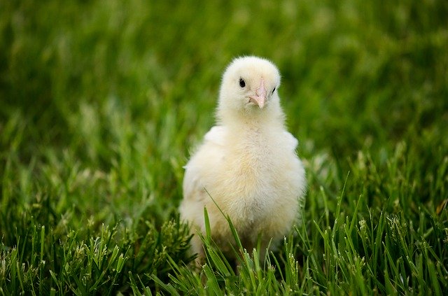 Téléchargement gratuit de Chick Bird Yellow - photo ou image gratuite à éditer avec l'éditeur d'images en ligne GIMP