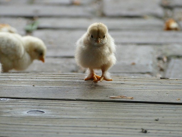 Gratis download Chick Chicken Easter - gratis foto of afbeelding om te bewerken met GIMP online afbeeldingseditor