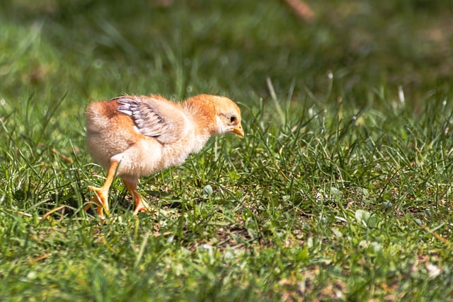 Free download chick chicken poultry bird free picture to be edited with GIMP free online image editor