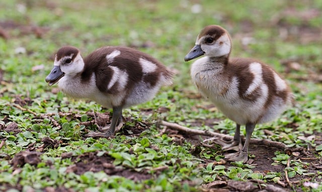 Free download chick egyptian goose nilganskin free picture to be edited with GIMP free online image editor