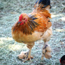 Chicken and leg feathers  screen for extension Chrome web store in OffiDocs Chromium