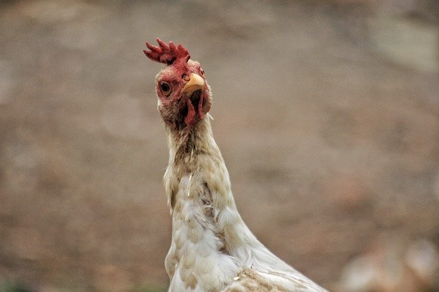 Descărcare gratuită Chicken Animal Epic - fotografie sau imagini gratuite pentru a fi editate cu editorul de imagini online GIMP