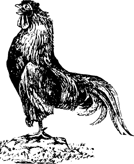 Free download Chicken Animal - Free vector graphic on Pixabay free illustration to be edited with GIMP free online image editor