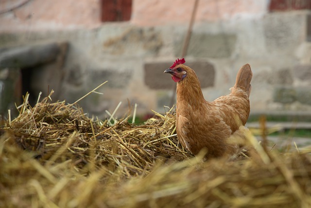 Free download chicken bird animal hen nest free picture to be edited with GIMP free online image editor