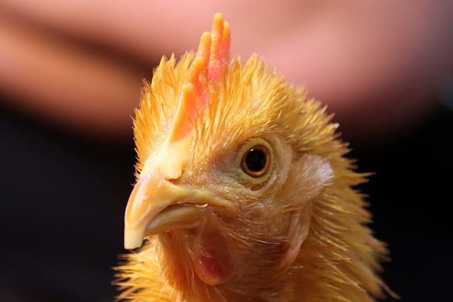 Free download chicken bird beak poultry free picture to be edited with GIMP free online image editor