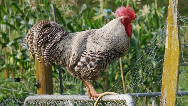 Free download chicken bird rooster red crown free picture to be edited with GIMP free online image editor